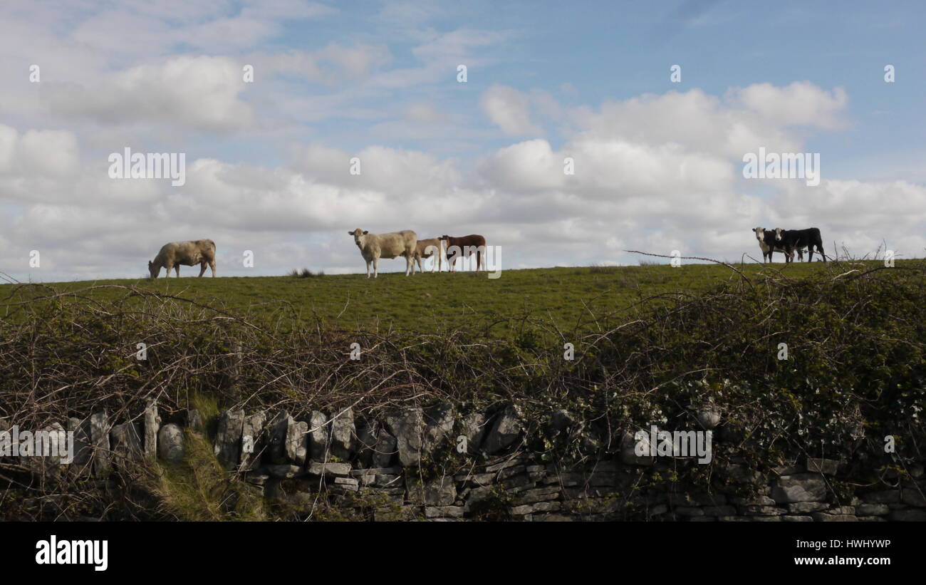 Irish landscape.Images from the Irish countryside.Show the texture, colour and ruggedness of the Irish countryside. Stock Photo
