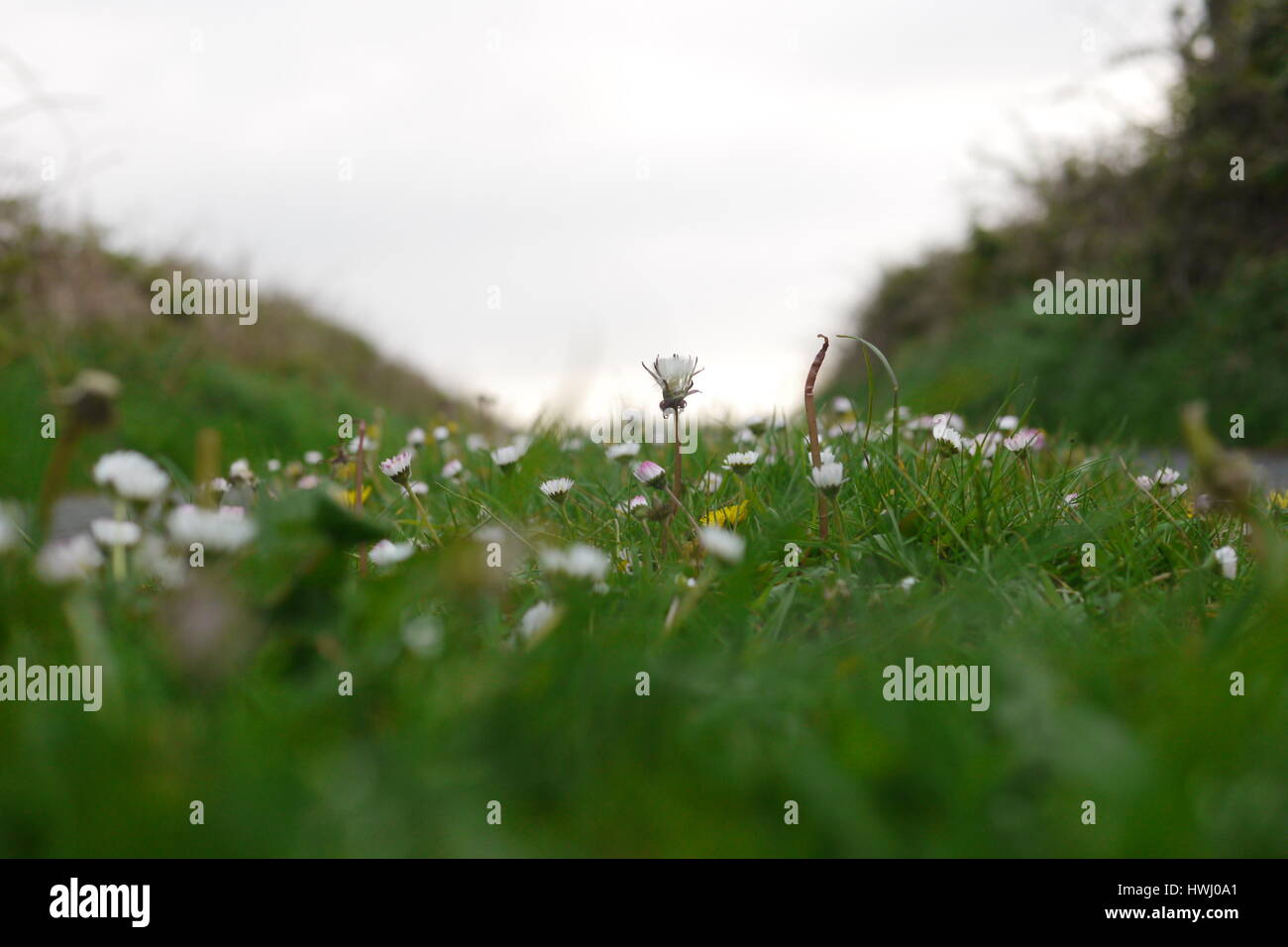 The grassy road.A grass road/track in Ireland with a daisy in focus. Stock Photo