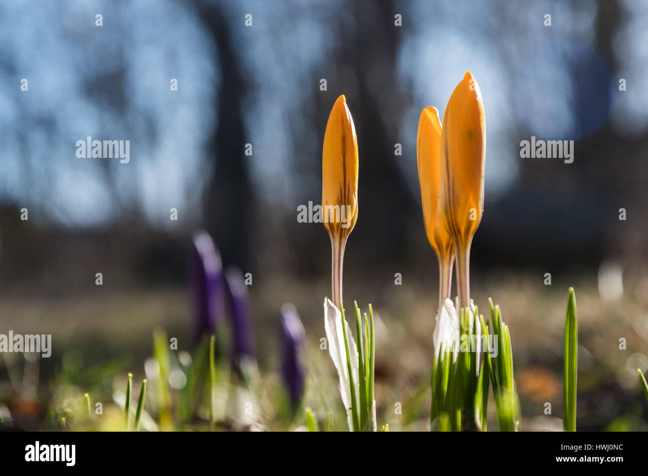 Springtime in the flower bed with glowing crocus buds Stock Photo