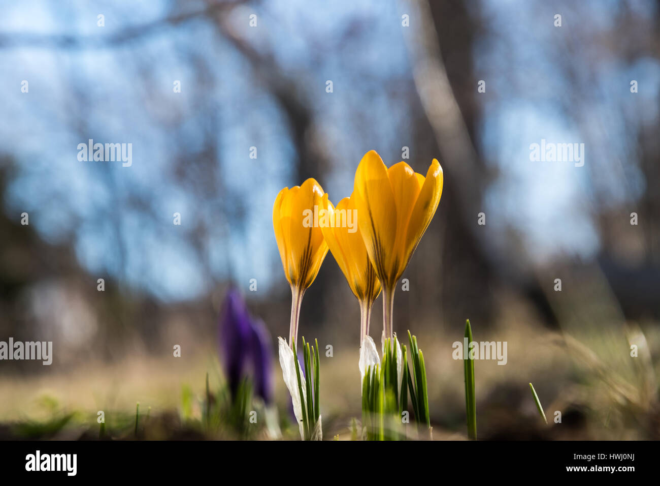 Blossom crocus flowers by early springtime Stock Photo