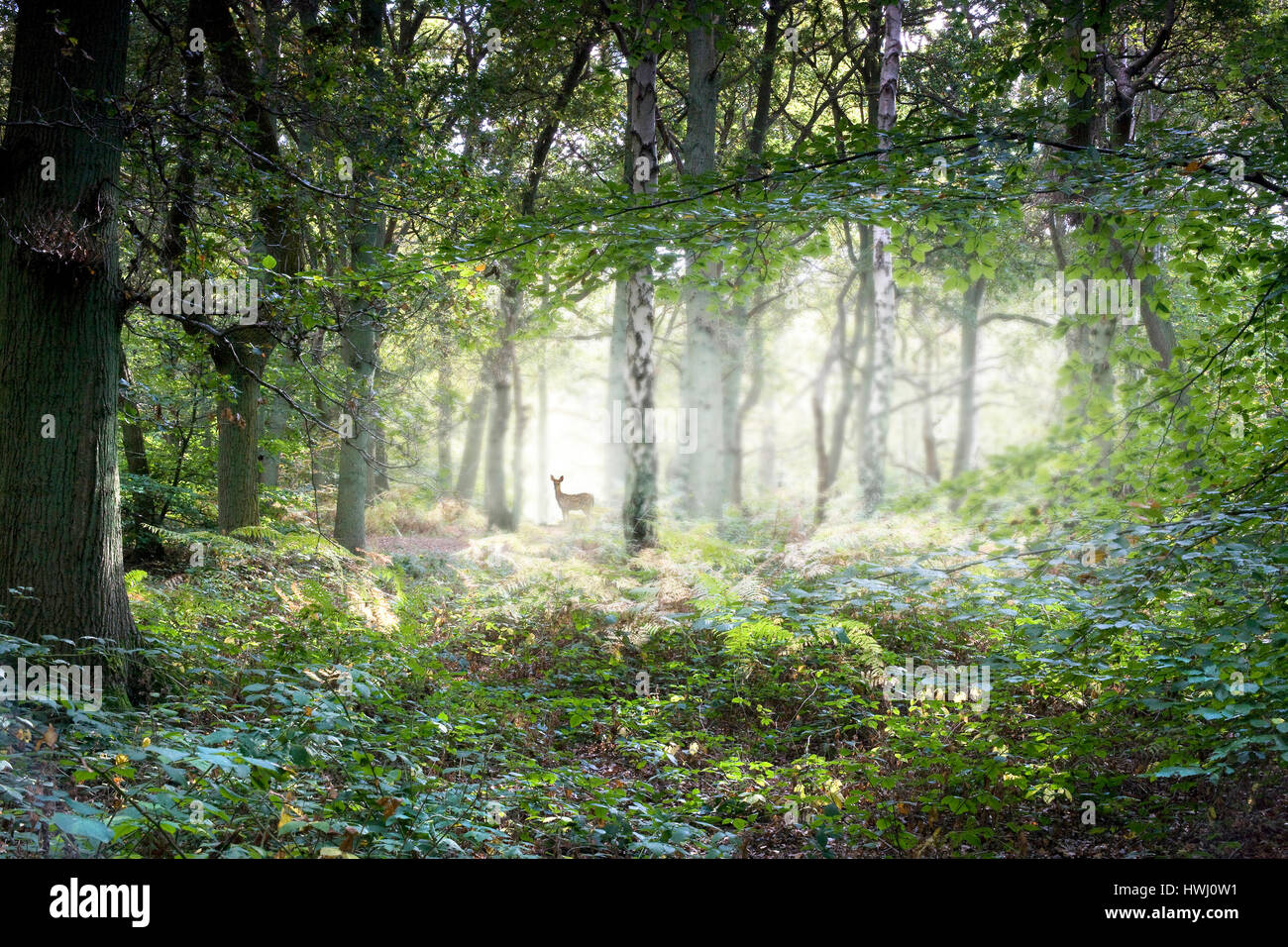 Misty English woodland with deer Stock Photo