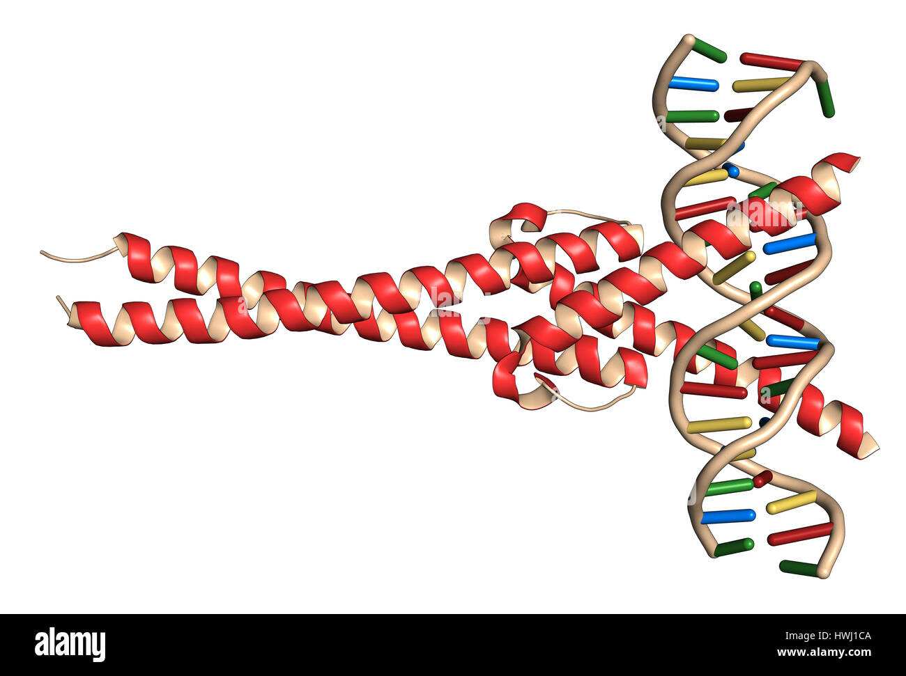 c-Myc and Max transcription factors bound to DNA. 3D illustration. Cartoon representation: protein colored red; DNA ladder model, colored per nucleoba Stock Photo