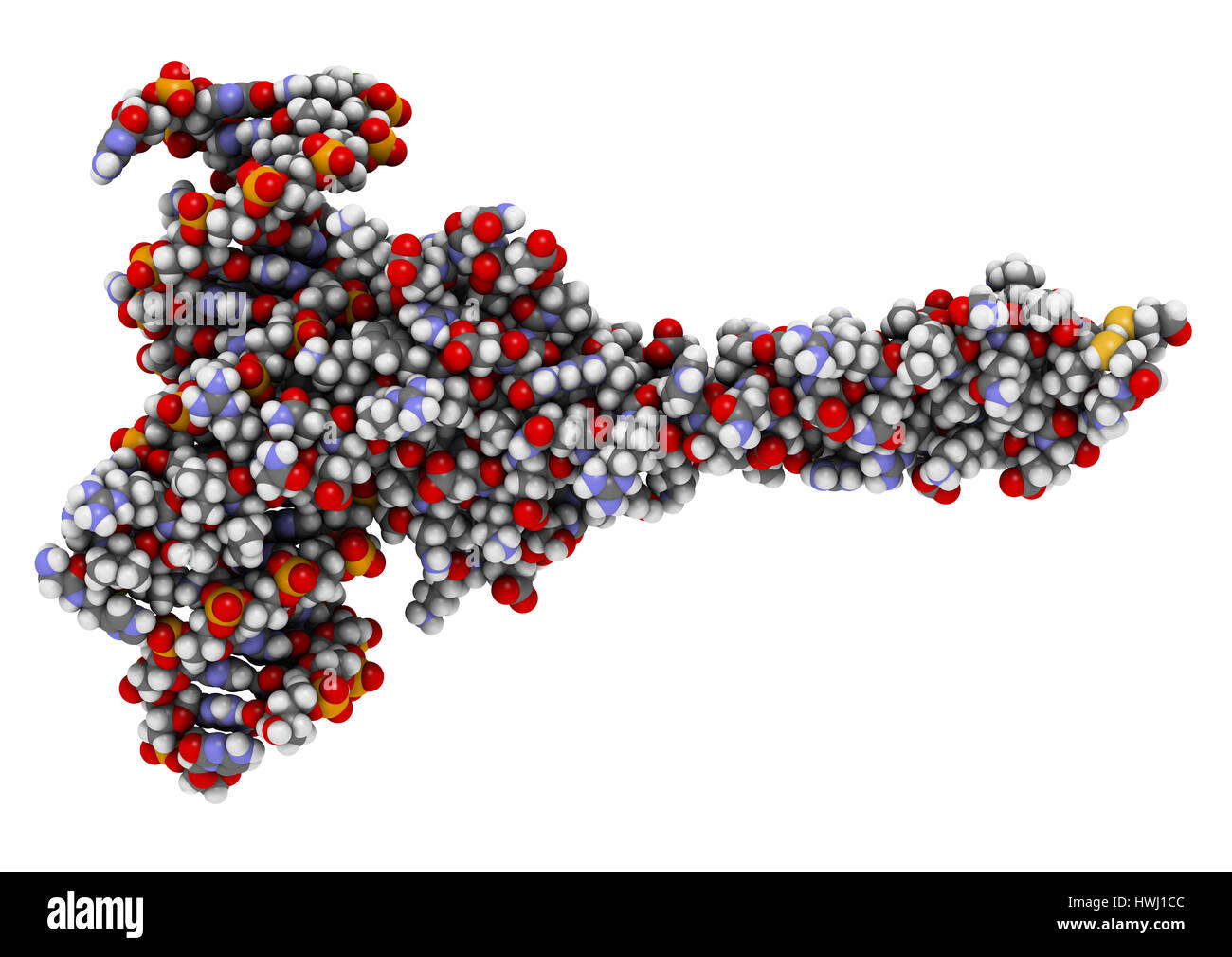 c-Myc and Max transcription factors bound to DNA. 3D illustration. Atoms shown as spheres with conventional color coding. Stock Photo