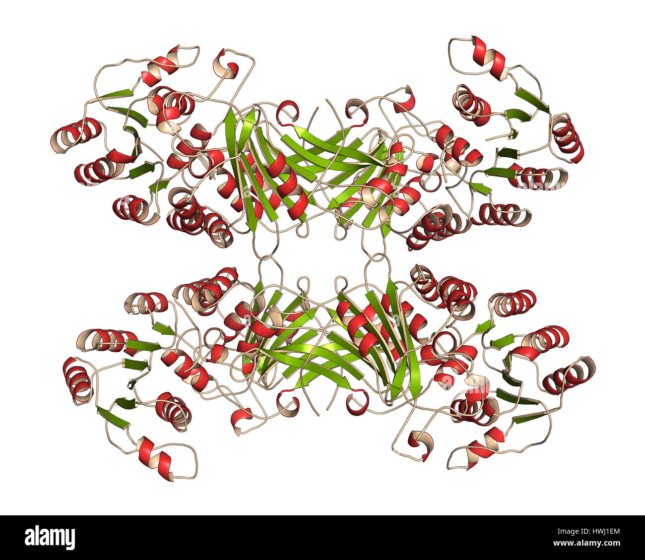 Glucose6phosphate dehydrogenase (G6PD) protein. Enzyme of the pentose phosphate pathway that Glucose6phosphate dehydrogenase (G6PD) protein. Enzyme of the pentose phosphate pathway that
