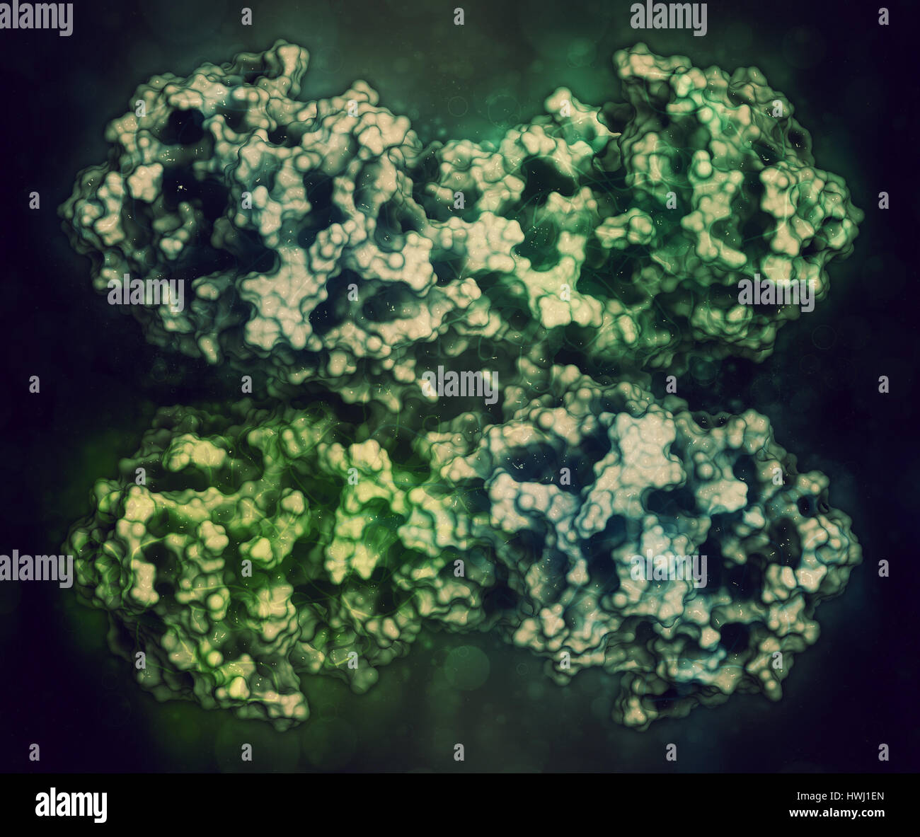 Glucose6phosphate dehydrogenase (G6PD) protein. Enzyme of the pentose phosphate pathway that