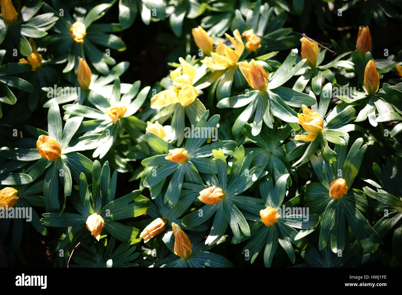 The closeup and top view of the yellow flowers of the Eranthis hyemalis. Stock Photo