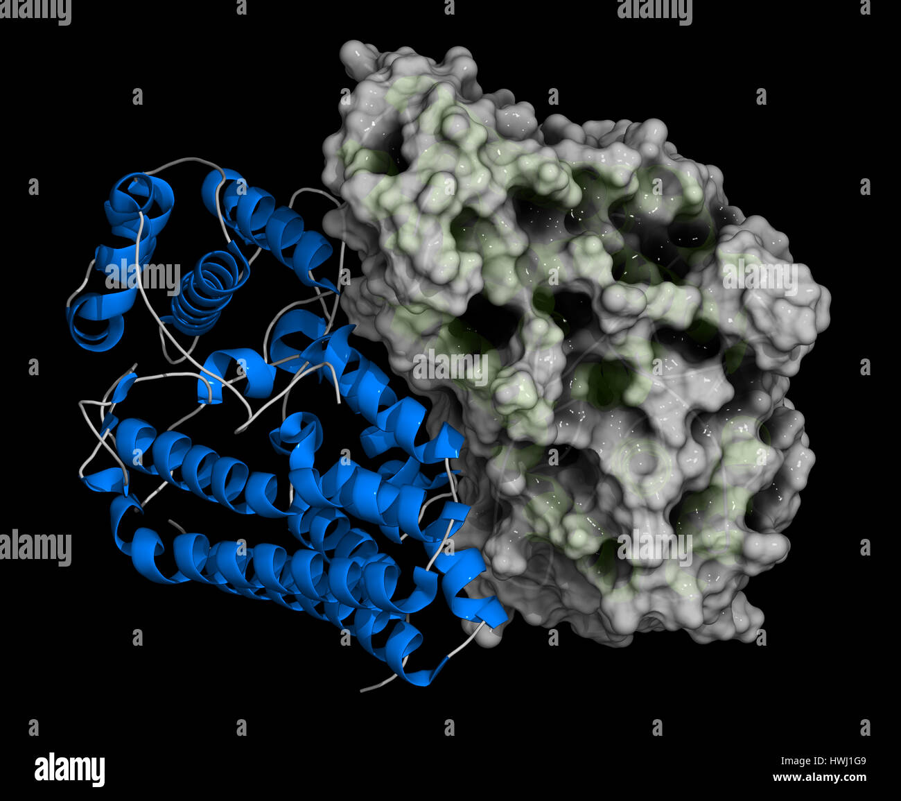Indoleamine 2,3 dioxygenase 1 (IDO1) protein. Tryptophan catabolic enzyme of the kynurenine pathway. 3D illustration. Cartoon representation combined  Stock Photo