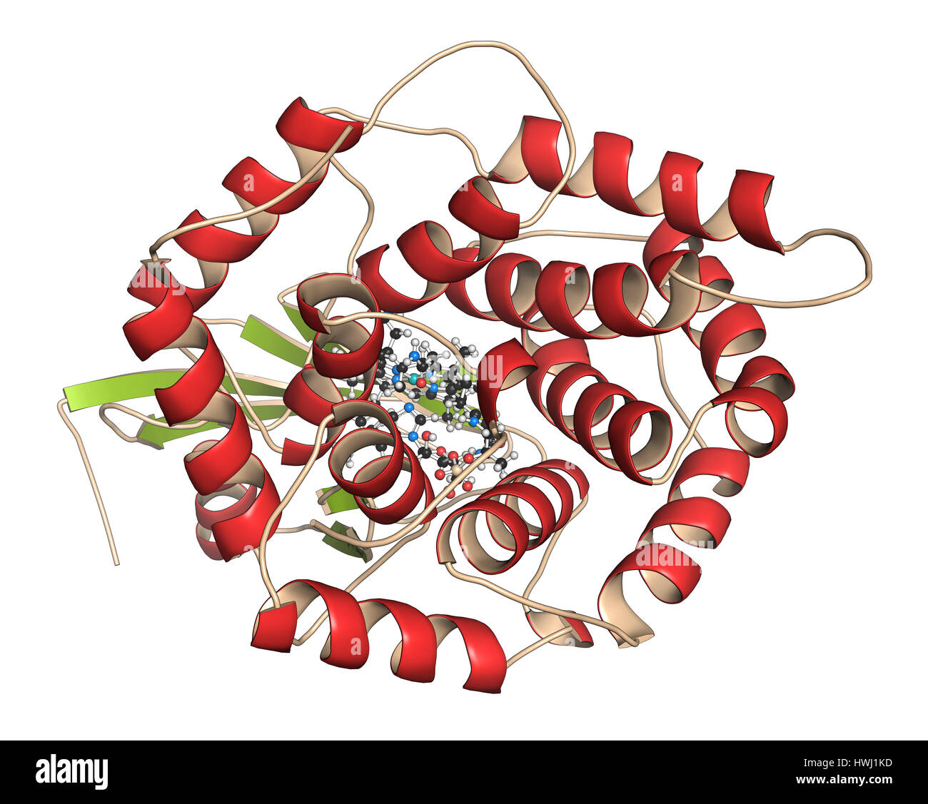 Intrinsic factor (IF) protein. Glycoprotein produced in the stomach, necessary for absorption of vitamin B12 (cobalamin). 3D illustration. Protein: Ca Stock Photo