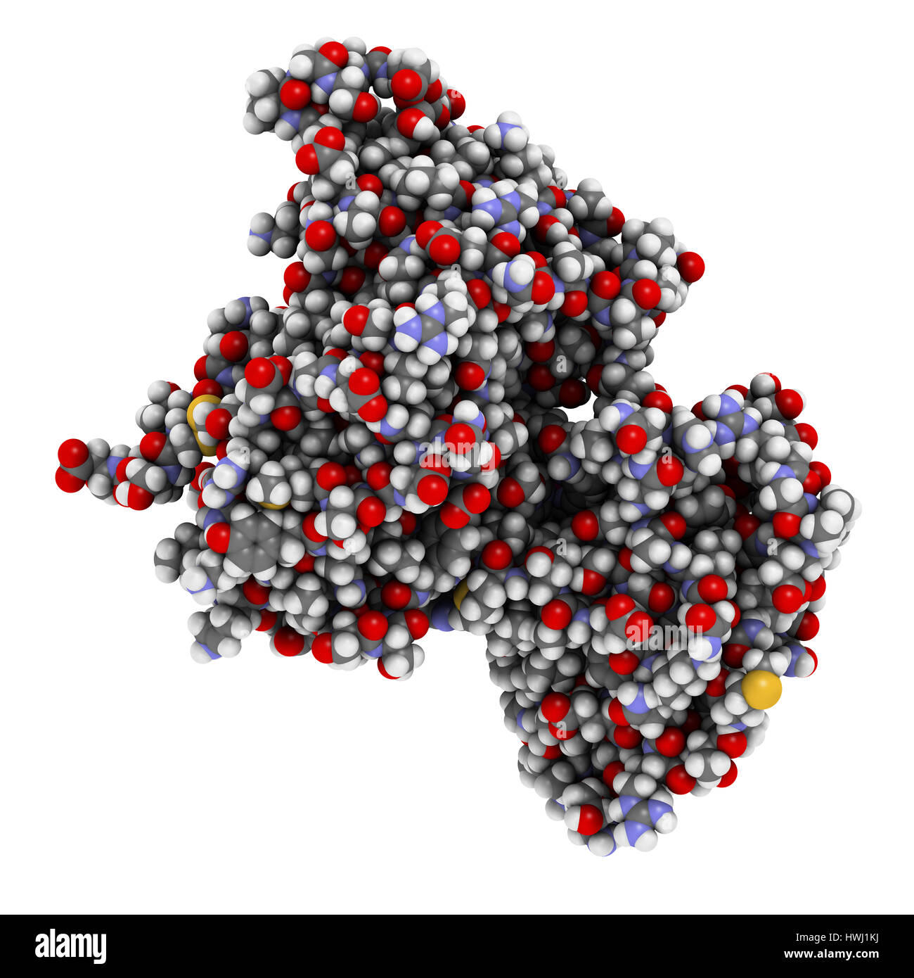 Intrinsic factor (IF) protein. Glycoprotein produced in the stomach, necessary for absorption of vitamin B12 (cobalamin). 3D illustration. Atoms shown Stock Photo