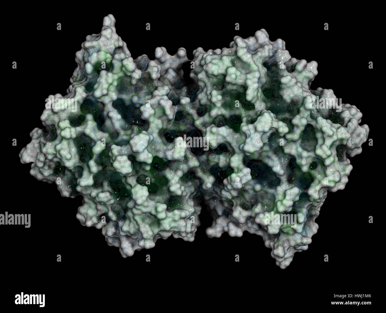 Myeloperoxidase enzyme. Lysosomal protein, present in neutrophil granulocytes, that produces hypochlorous acid. 3D Illustration. Cartoon + wireframe r Stock Photo