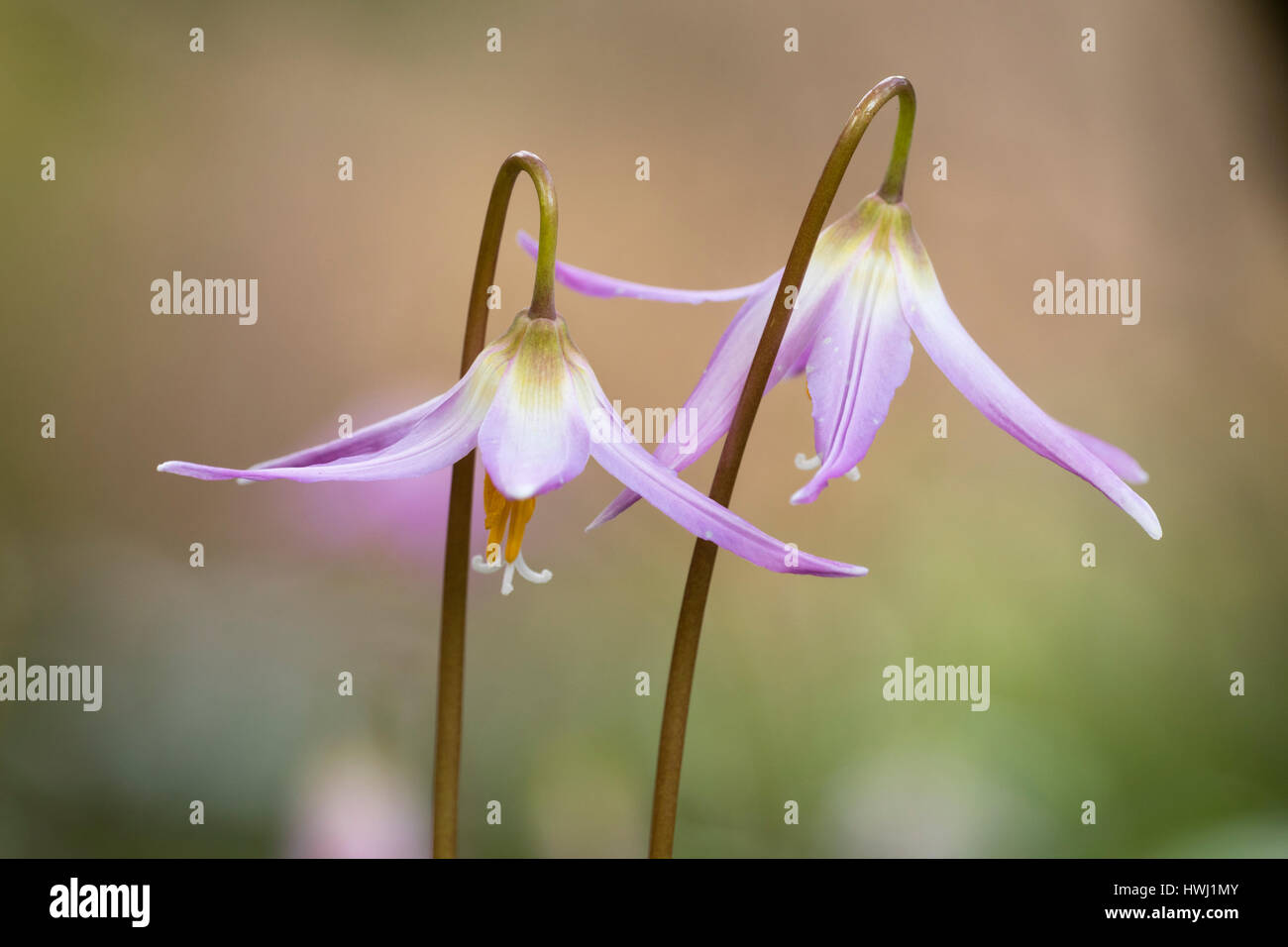 Two flowers of the selected 'Johnsonii Group' seedling strain of the pink trout lily, Erythronium revolutum Stock Photo