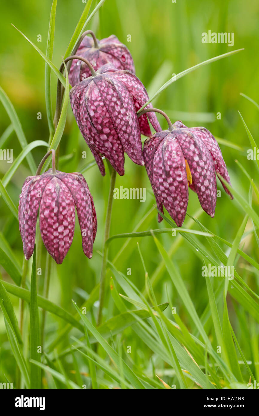 Spring flowering bells of the hardy fritillary, Fritillaria meleagris Stock Photo