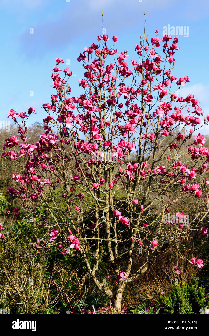 Red pink flowers of Magnolia ‘Felix Jury’ beginning its spring