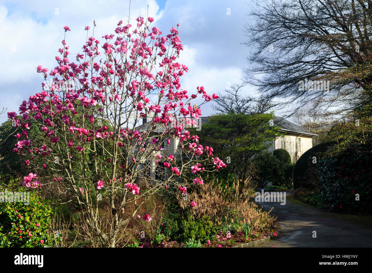Red pink flowers of Magnolia 'Felix Jury' beginning its spring flowering season in March at The Garden House, Devon Stock Photo