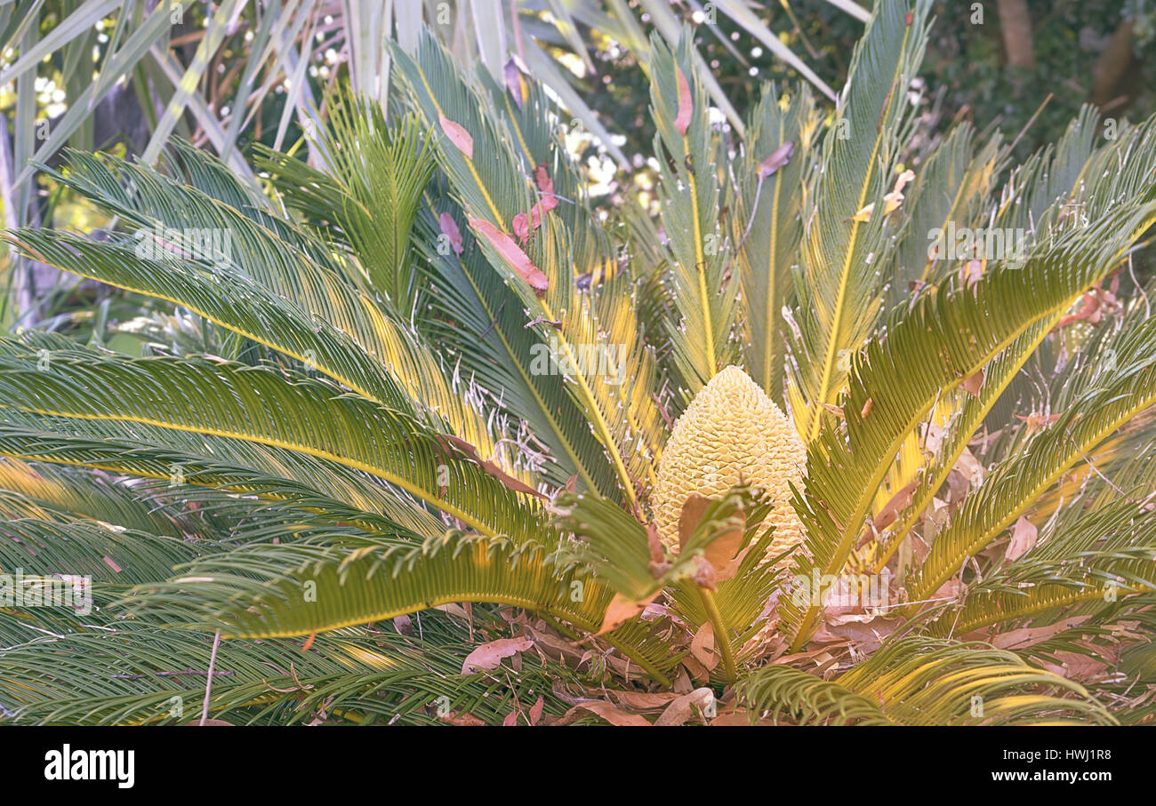 Close up of Australian natural cycad native plant Stock Photo