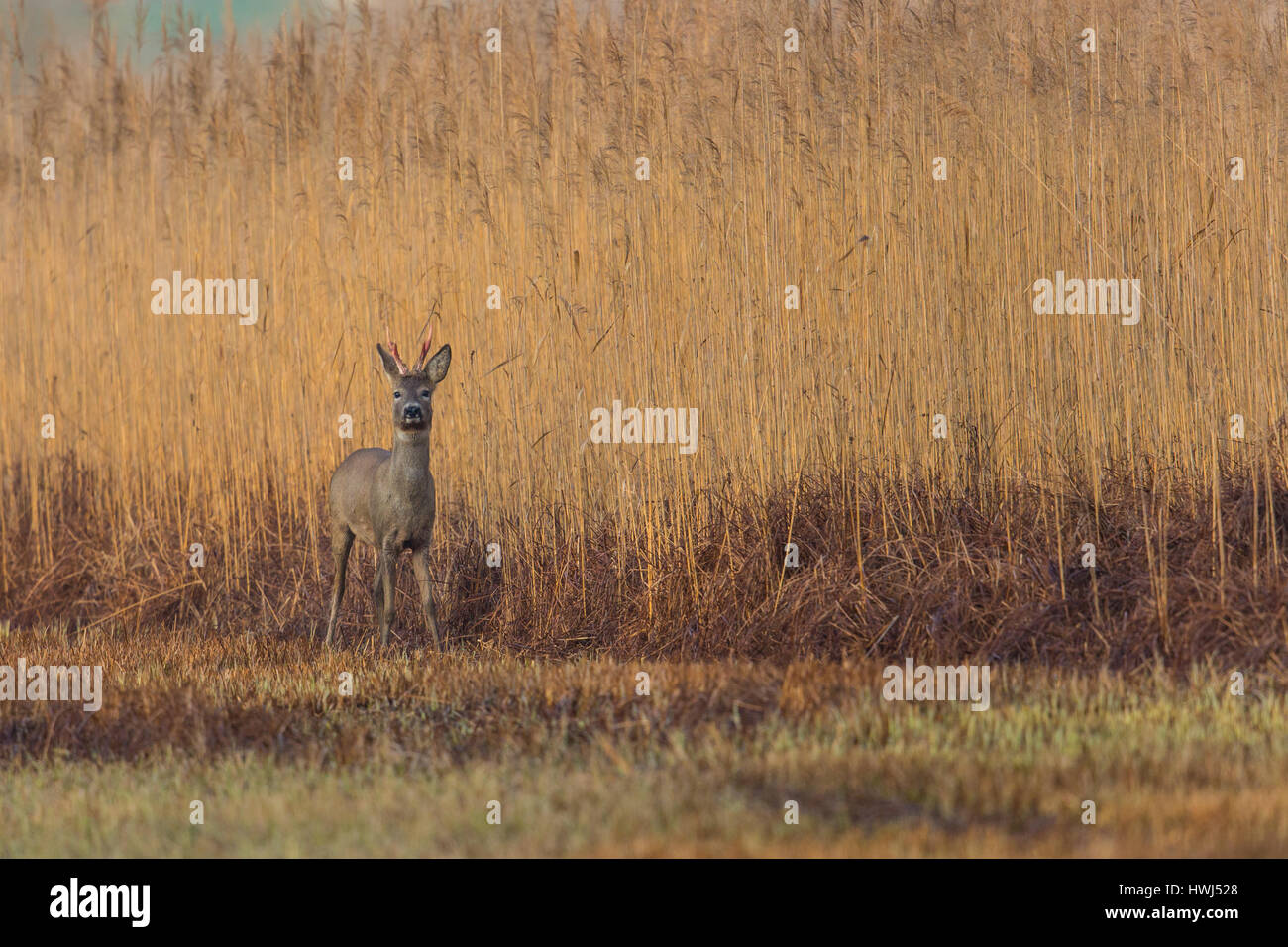 one natural roe deer buck standing in meadow with reed Stock Photo - Alamy