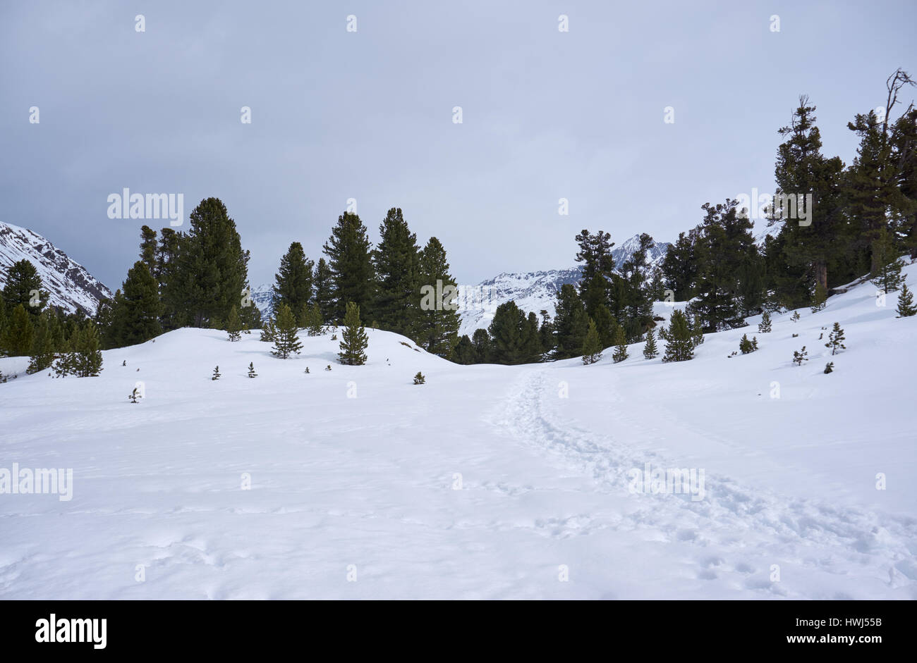 View with footprints in the snow towards the village of Obergurgl from Zirbenwald, Ötztal, Austria Stock Photo