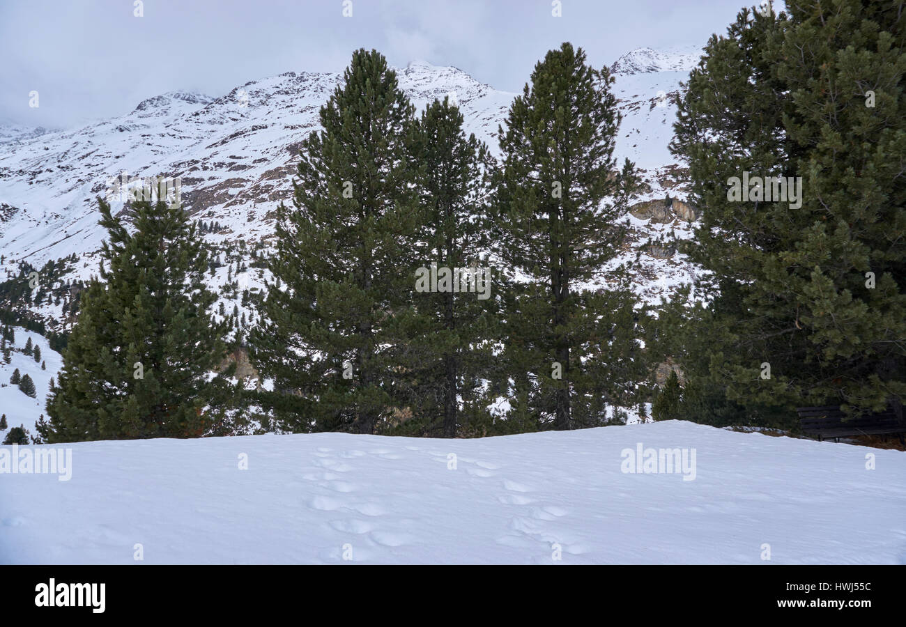 Trees in the snow at the edge of Obergurgl Zirbenwald with Manigenbachkogel/Gampleskogel in the background, Ötztal, Austria Stock Photo