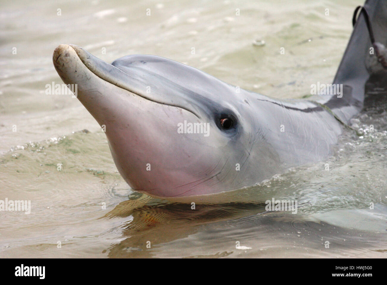 Happy Dolphin of Tursiops species at Monkey Mia, Western Australia Stock Photo
