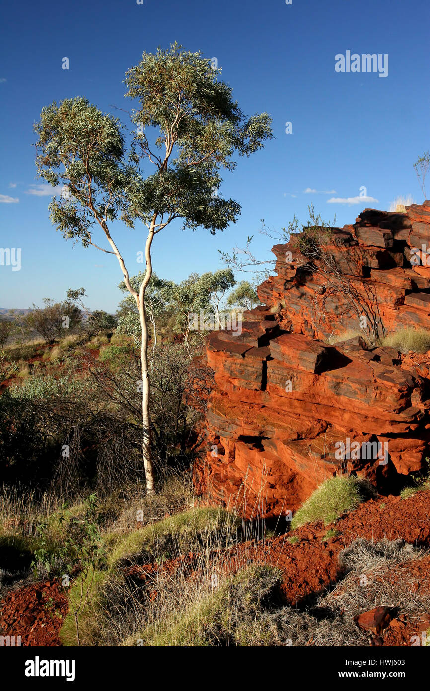 Red rock face and tree at Mount Nameless in Tom Price Western Australia