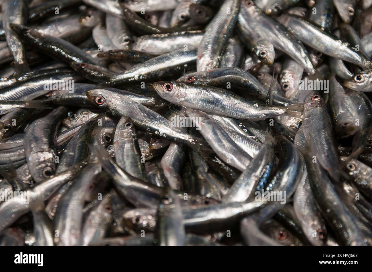 Herrings at Rialto fish market in Venice Stock Photo Alamy