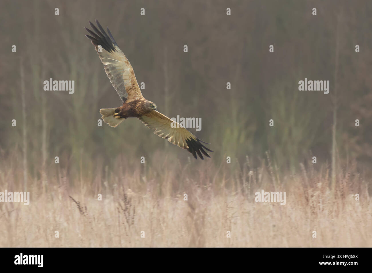 Female Hen harrier (Circus cyaneus) or northern harrier hunting above a