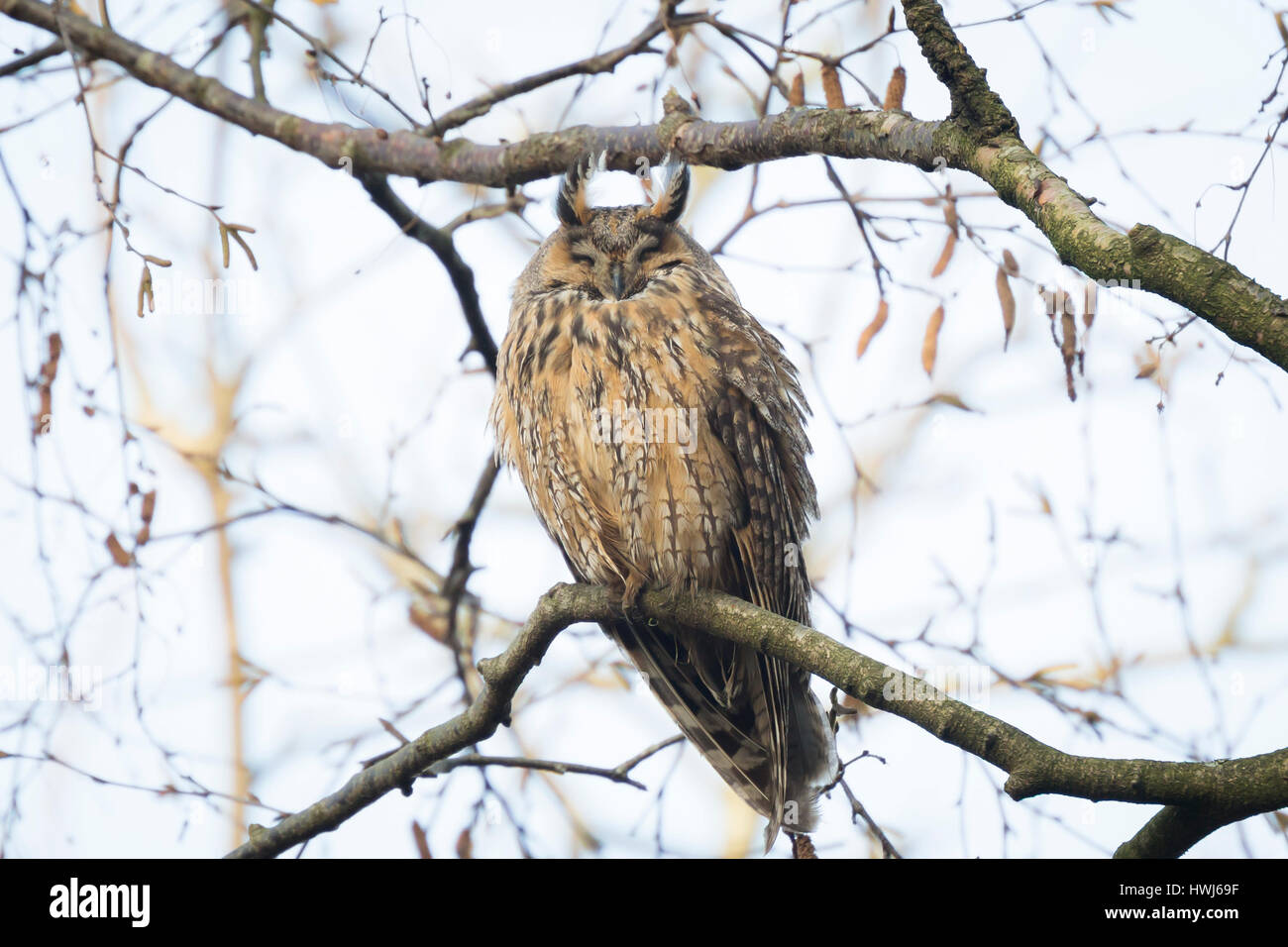 Long eared owl (Asio otus) perched in a tree in winter colors facing camera. Stock Photo