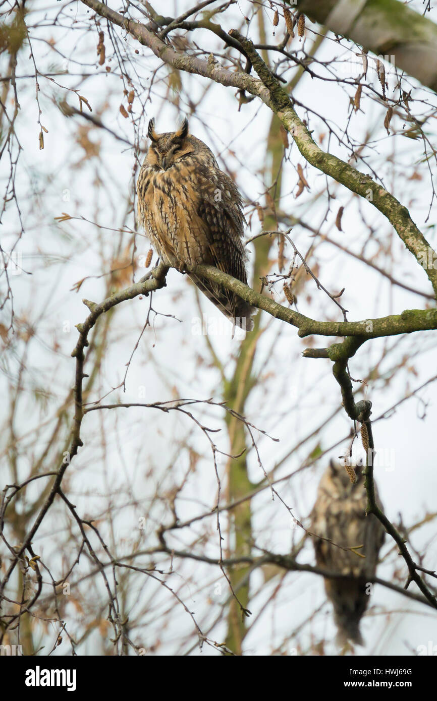Long eared owl (Asio otus) perched in a tree in winter colors facing camera. Stock Photo
