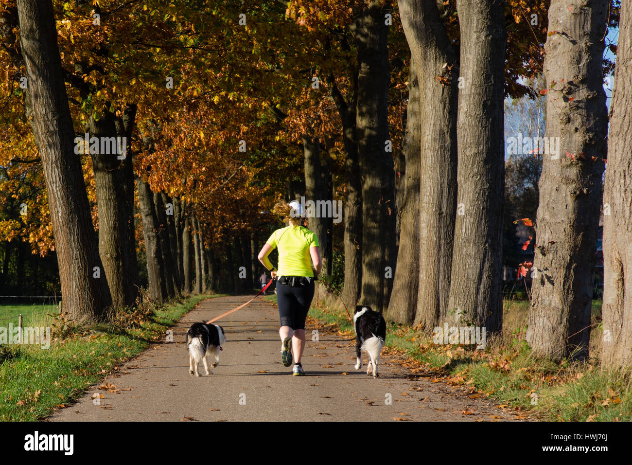 [Image: woman-runner-running-with-two-dogs-on-a-...HWJ70J.jpg]