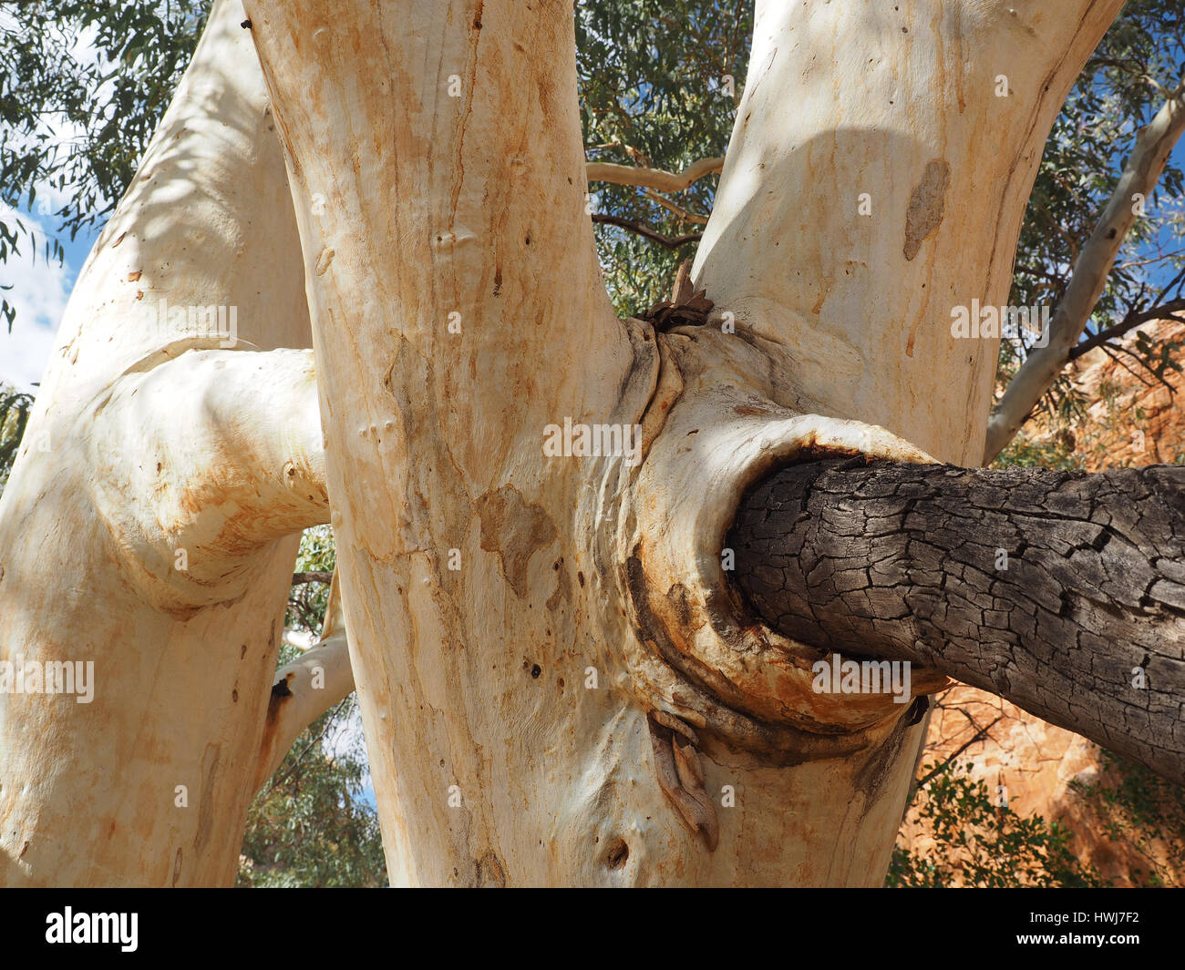 Tree branch grown through tree, MacDonnell ranges, outback Alice