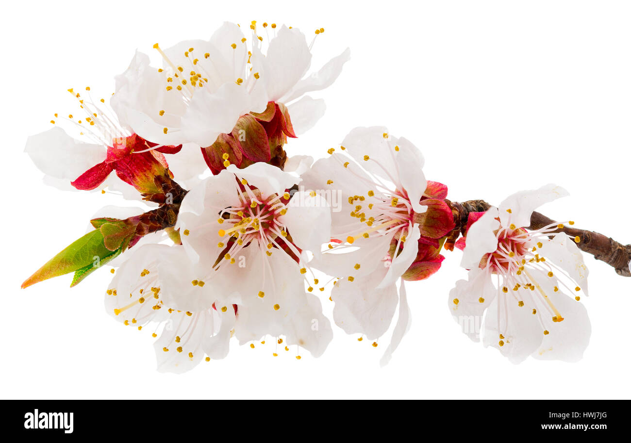 Spring blossoms - fruit-tree flowers isolated on white Stock Photo