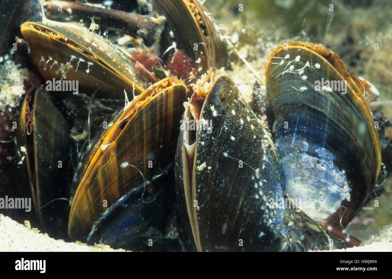 Gemeine Miesmuschel, Muschelbank, mit geöffneter Ein- und Ausströmöffnung unter Wasser, Mytilus edulis, bay mussel, common mussel, common blue mussel Stock Photo