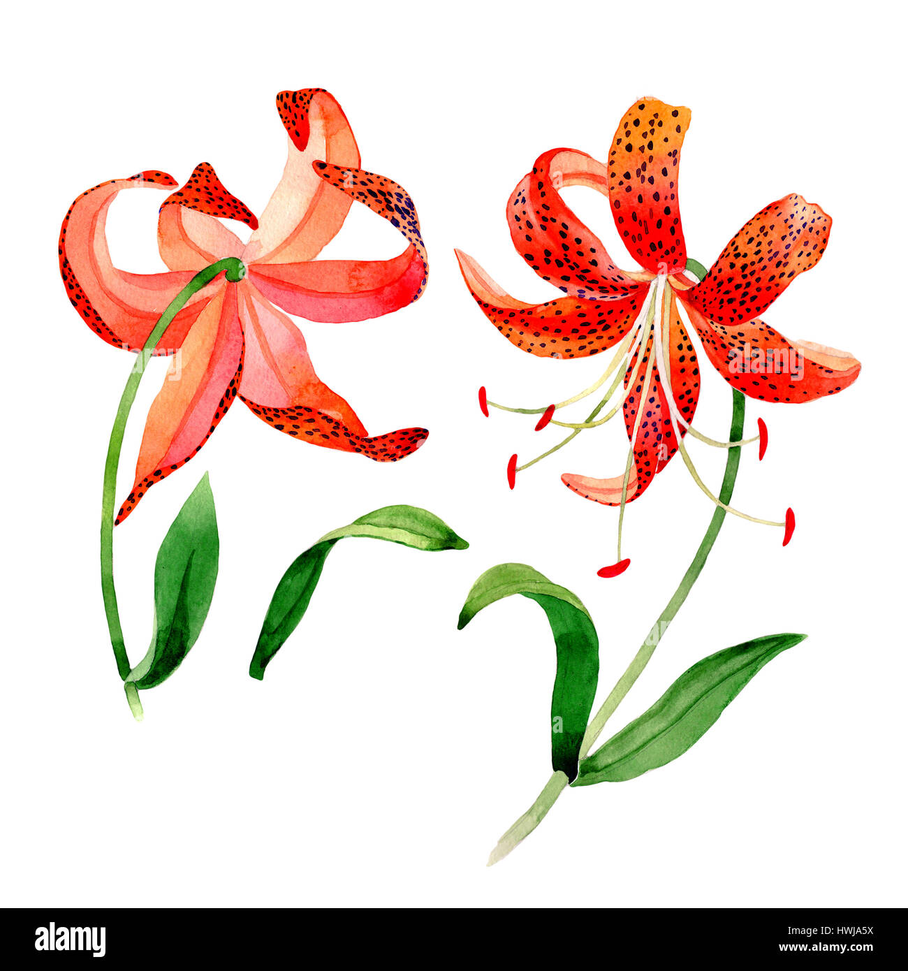 Wildflower leopard lily flower in a watercolor style isolated. Stock Photo