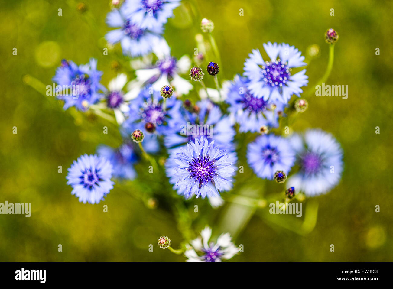 Blue cornflower in garden Stock Photo
