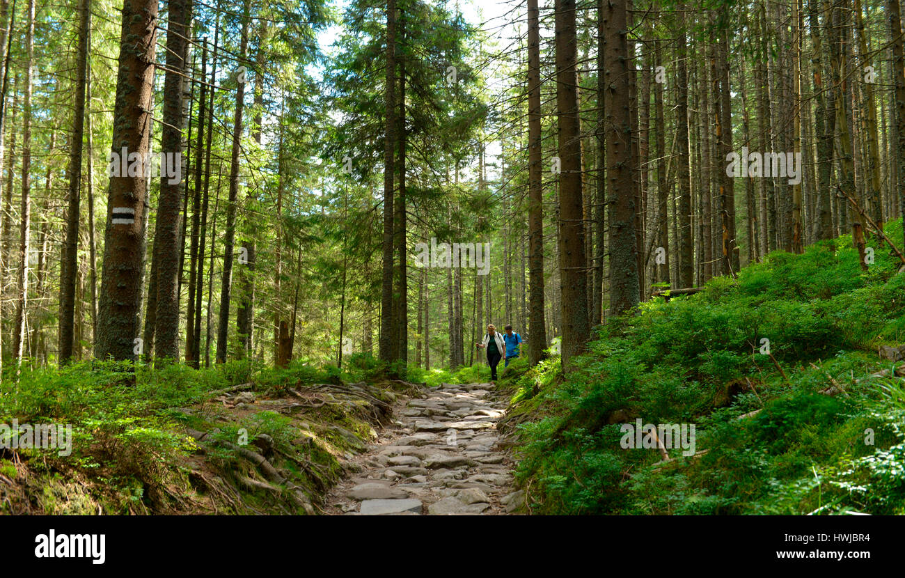 Wanderer, Dolina Koscieliska, Hohe Tatra, Polen Stock Photo