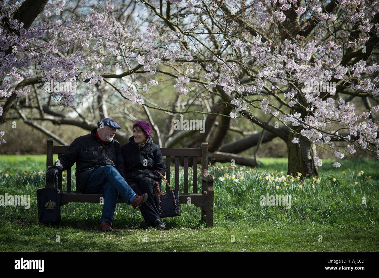 Bruce and Elsie (surnames not given) sit by a cherry blossom tree in Kew Gardens, south-west London. Stock Photo