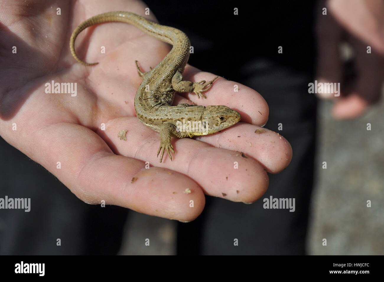Sand Lizard Hand Hands full lizard hi-res stock photography and images - Alamy