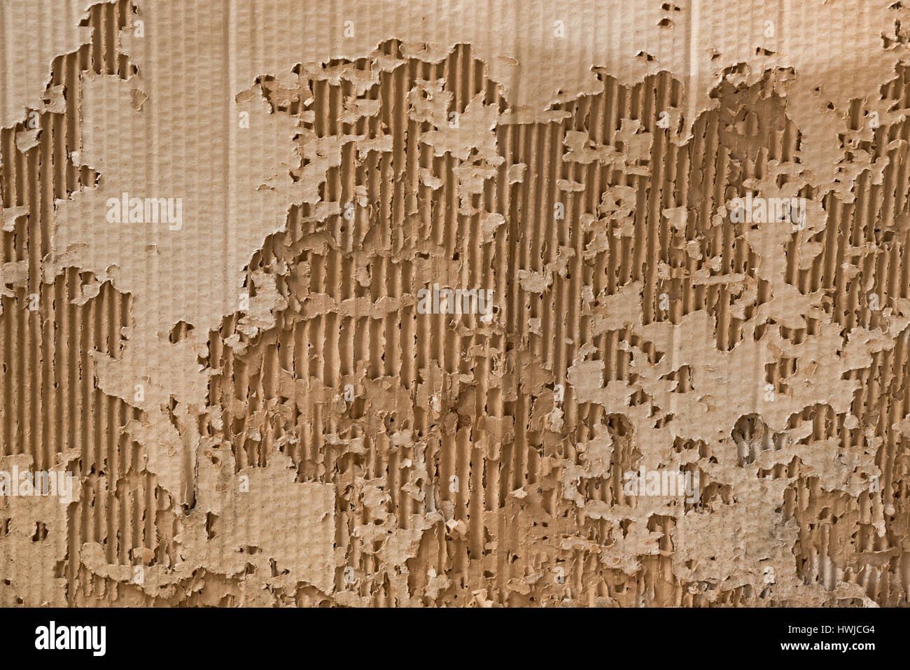 Brown cardboard was destroyed by white ants of termites Stock Photo Alamy
