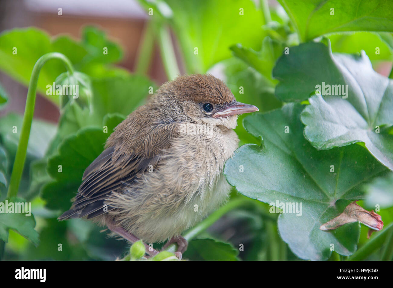 Female blackcap sale
