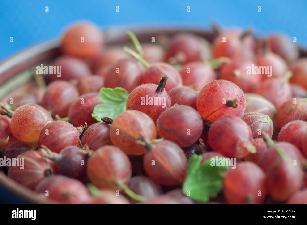 gooseberry, , Ribes uva-crispa, Stock Photo