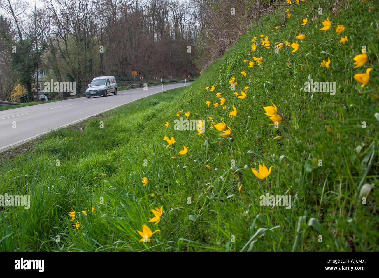 Wild tulip, Schwaebisch Hall, Hohenlohe region, Baden-Wuerttemberg, Heilbronn-Franconia, Germany, , Tulipa sylvestris, Stock Photo