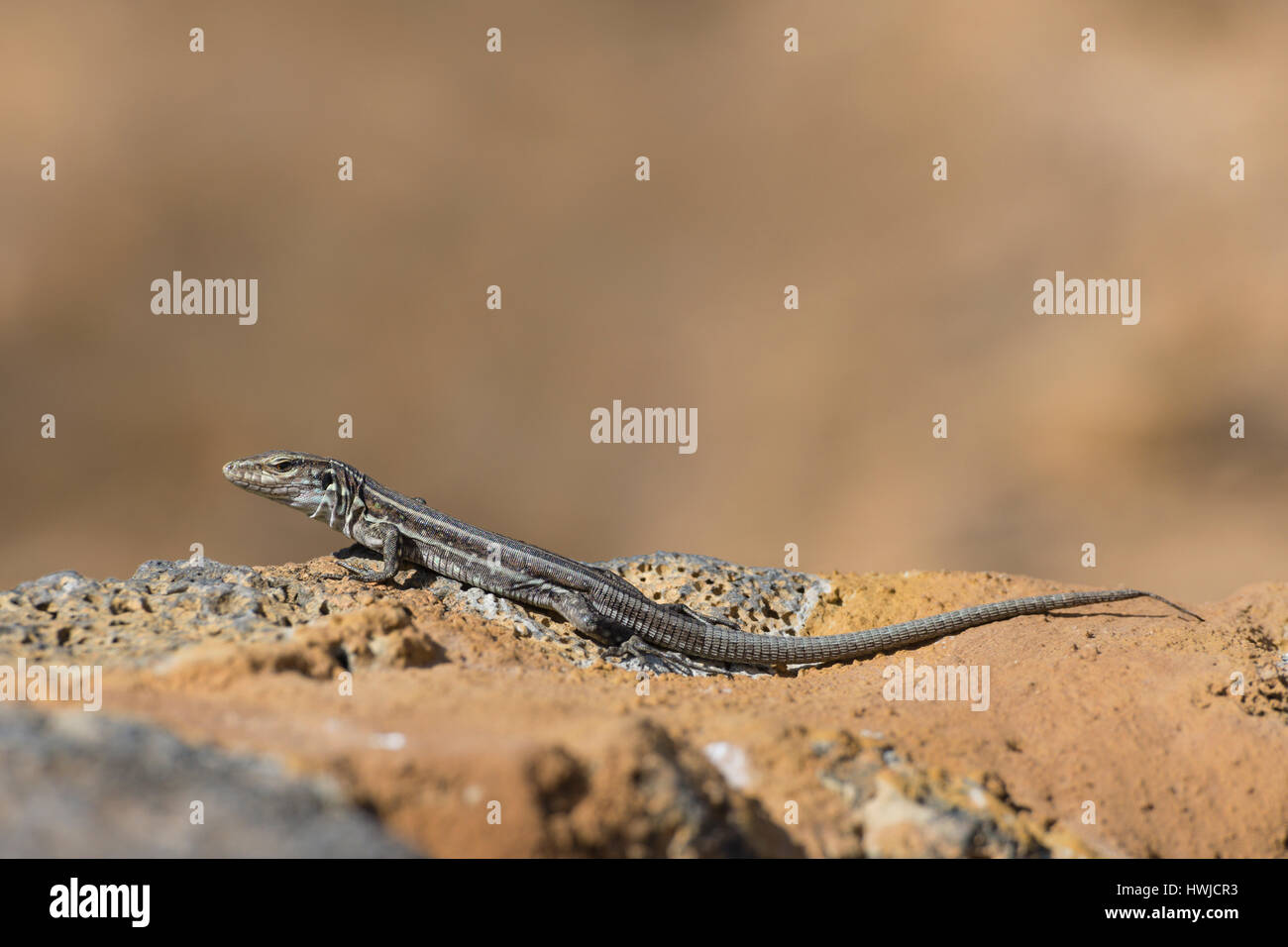 Female Western Canaries lizard, El Paso, La Palma, Spain , Gallotia galloti palmae, Stock Photo