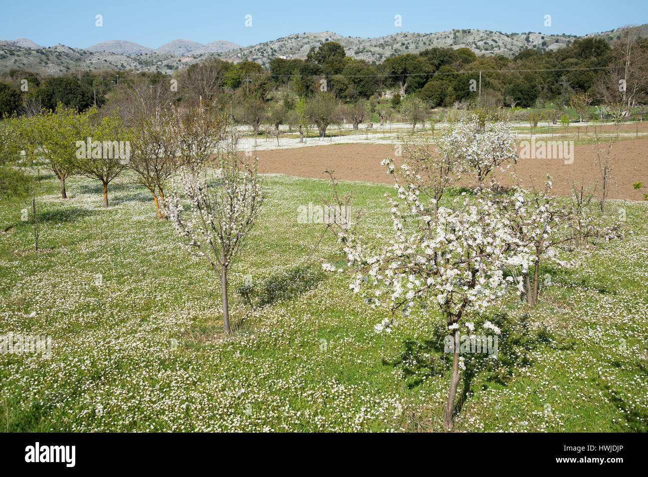 Fruit-trees, Lassithi plateau, Crete, Greece Stock Photo