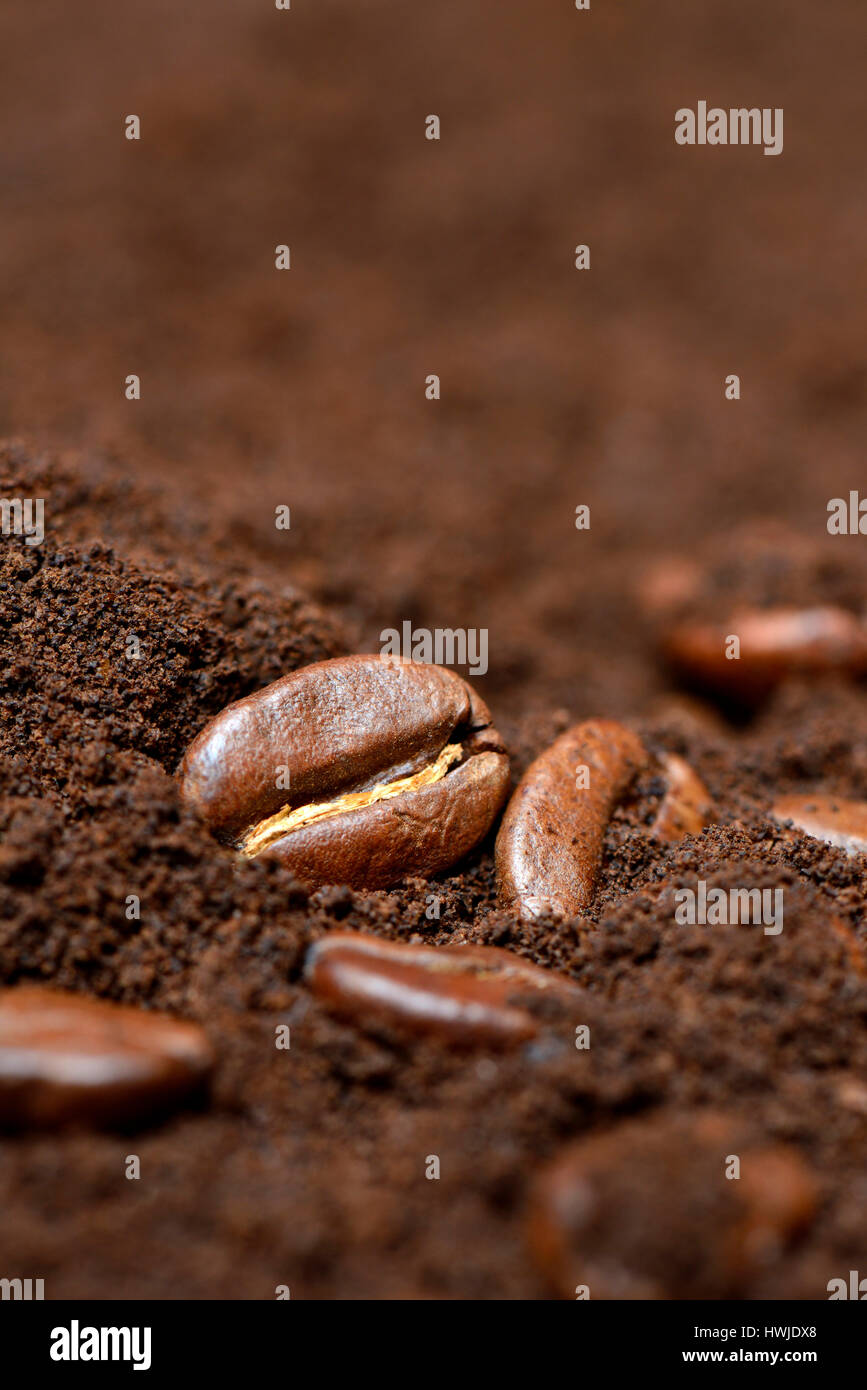 Kaffeebohnen und Kaffeepulver, Coffea arabica Stock Photo