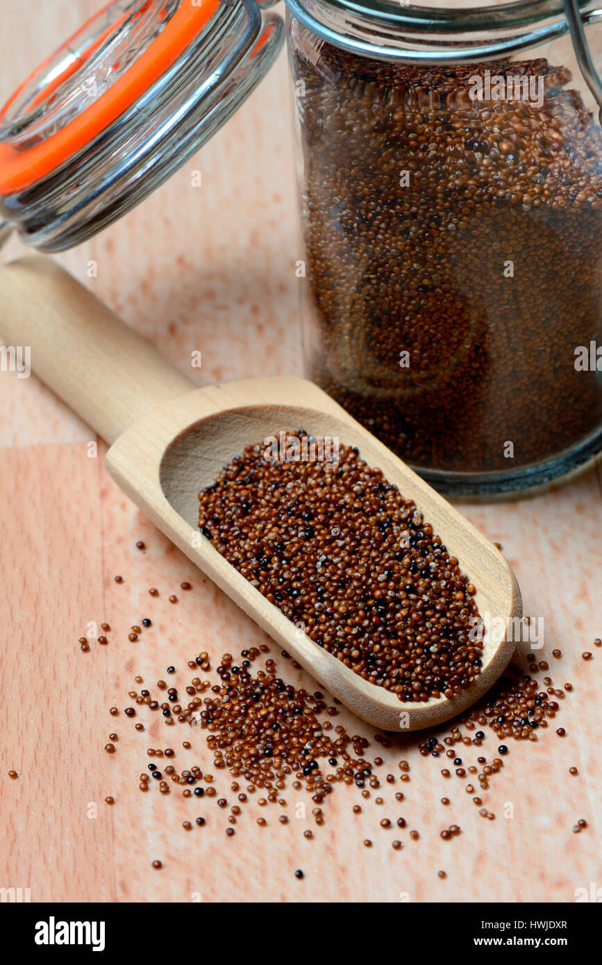 Kaniwa in Schaufel, Baby Quinoa, Chenopodium pallidicaule Stock Photo