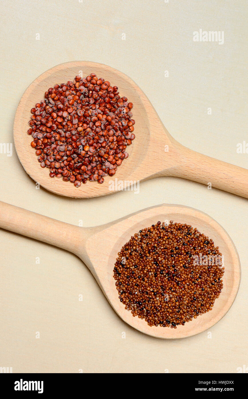 Quinoa , oben, und Kaniwa , unten, in Kochloeffel, Chenopodium quinoa, Chenopodium pallidicaule Stock Photo