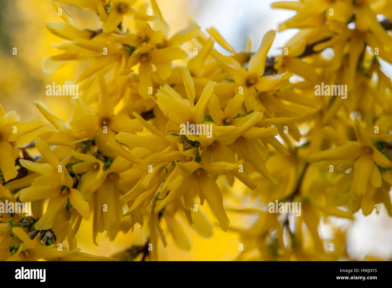 Flowers forsythia - spring Stock Photo