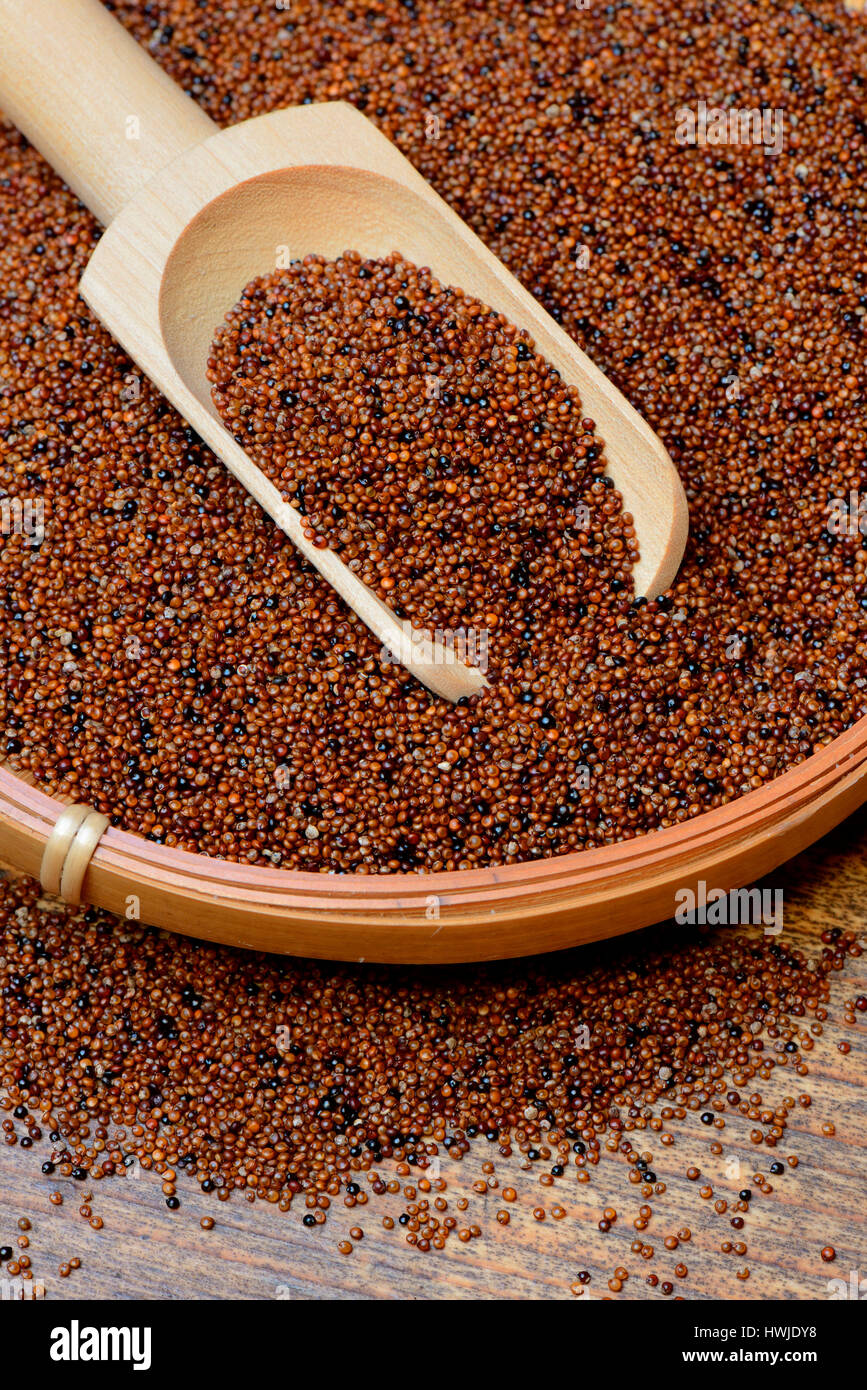 Kaniwa in Schale mit Schaufel, Baby Quinoa, Chenopodium pallidicaule Stock Photo