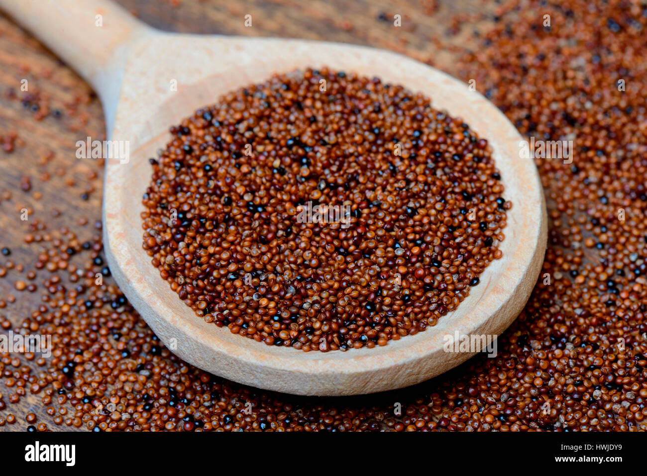 Kaniwa in Kochloeffel, Baby Quinoa, Chenopodium pallidicaule Stock Photo