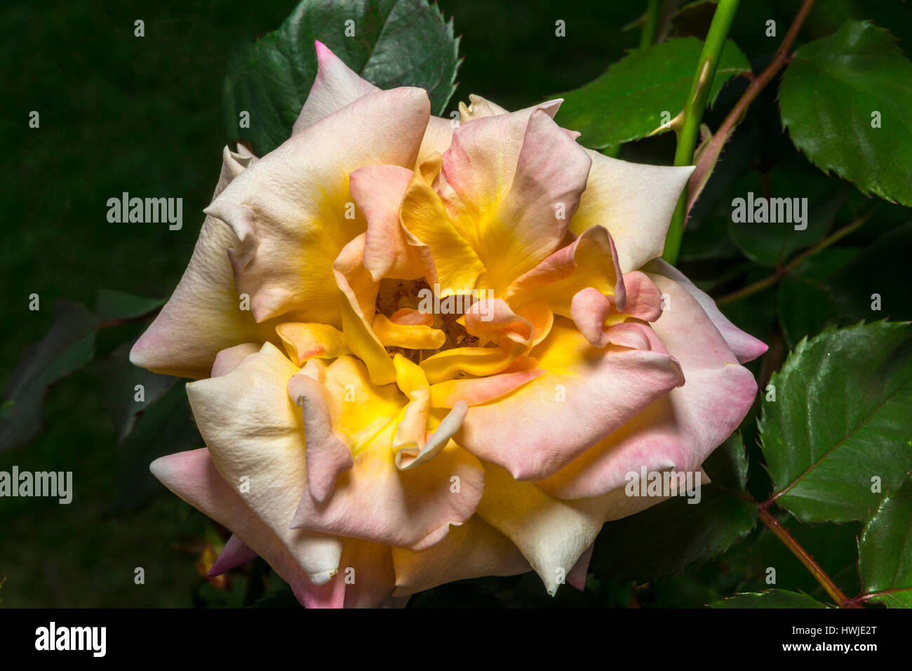 A pink yellow white rose blossom Stock Photo Alamy